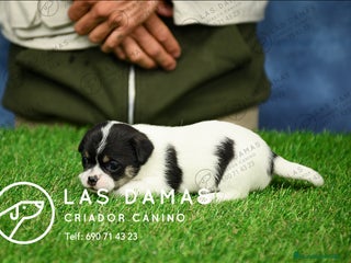 Chihuahua perros Chihuahuas disponibles - Anuncio 1