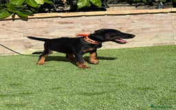 Terrier Alemán de Caza perros en venta: Cachorro Jagd terrier  - Imagen 4