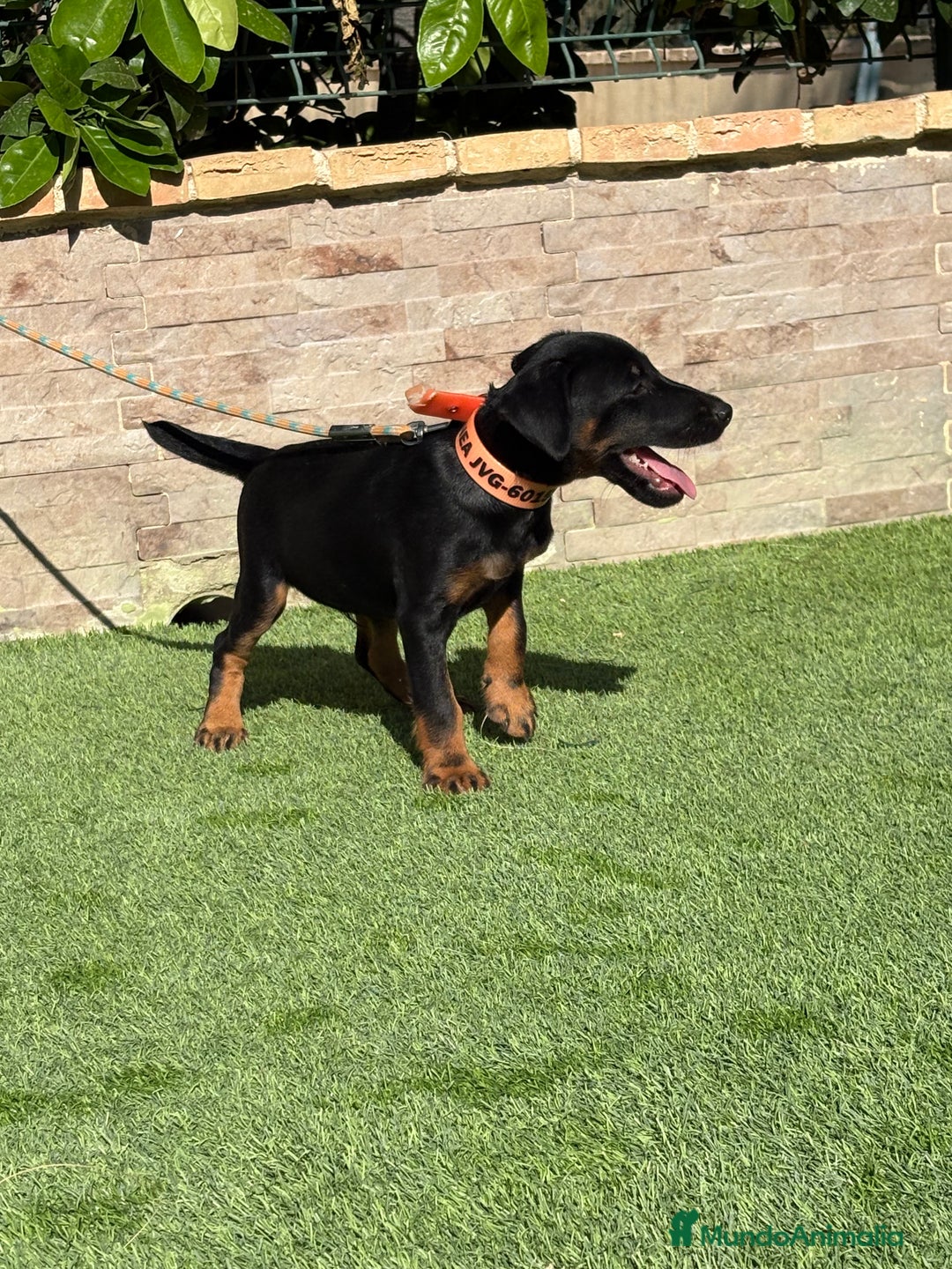 Terrier Alemán de Caza perros en venta: Cachorro Jagd terrier  - Imagen 4
