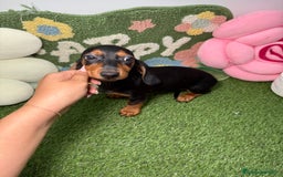 Teckel Miniatura perros en venta: Hembra y Macho Teckel Kaninchen Negro y Fuego - Imagen 5