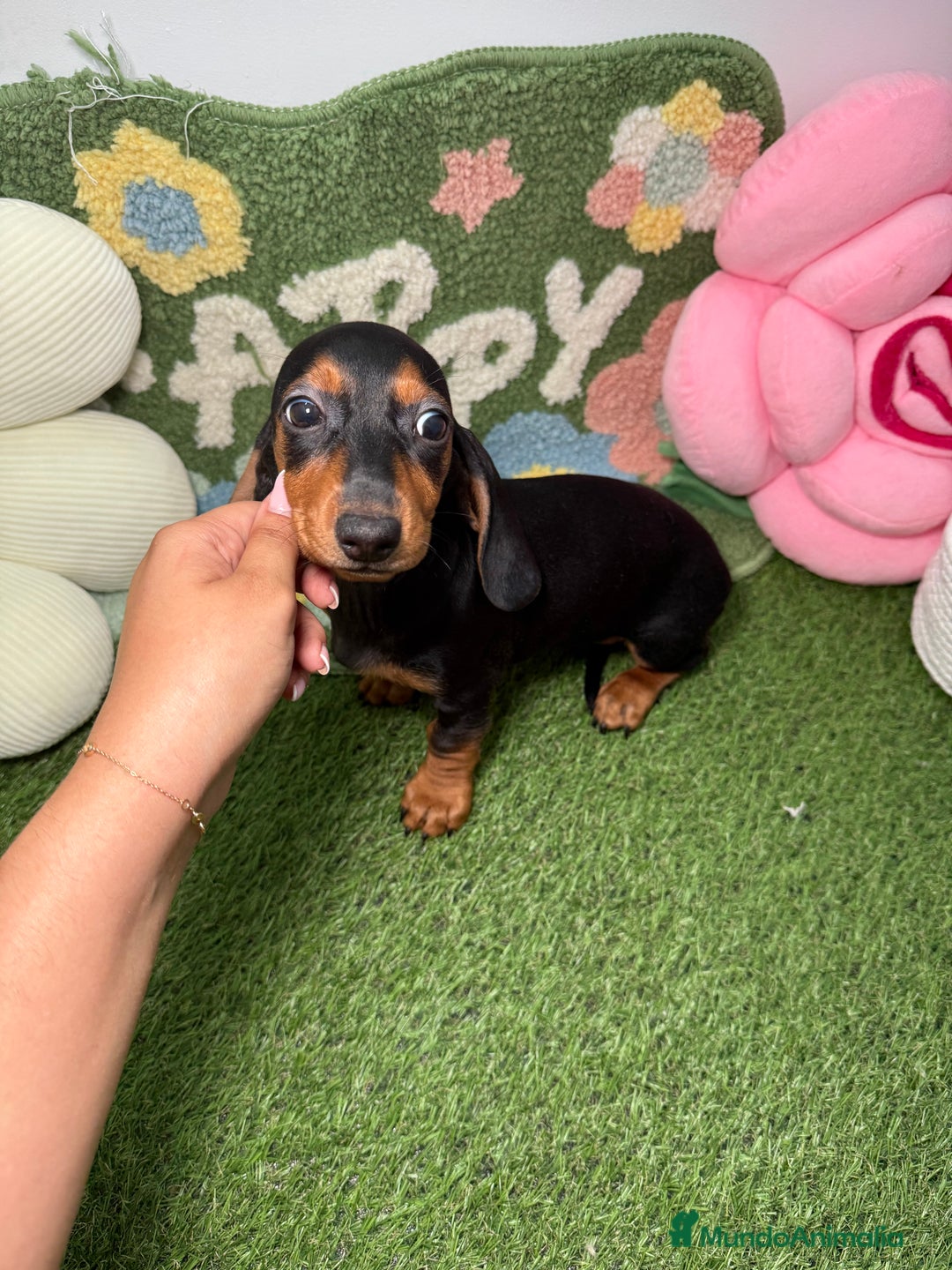 Teckel Miniatura perros en venta: Hembra y Macho Teckel Kaninchen Negro y Fuego - Imagen 5