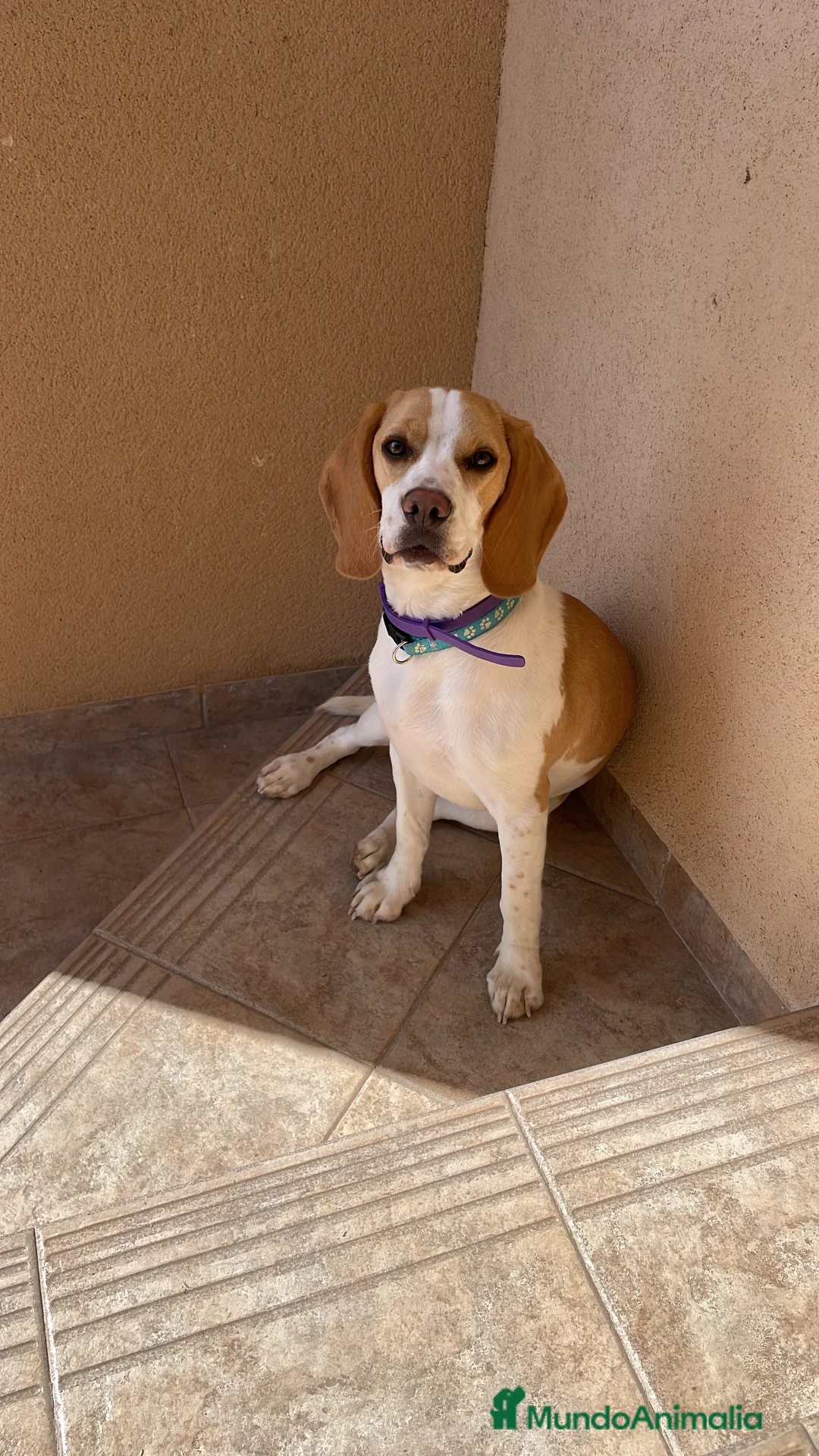Beagle perros en adopcion: Beagle en adopción  - Anuncio 1