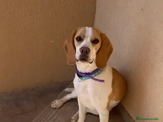 Beagle perros Beagle en adopción - Anuncio 1