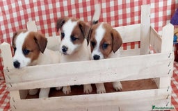 Jack Russell Terrier perros en venta: Jack Russell - Imagen 1