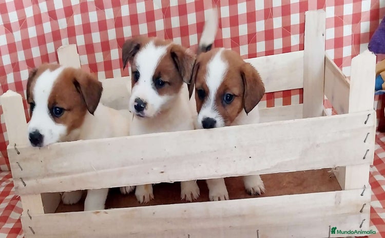 Jack Russell Terrier perros - Anuncio 1