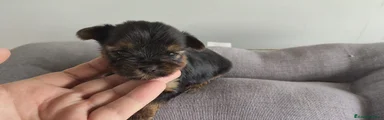 Yorkshire Terrier Cachorro 3