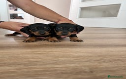 Teckel Miniatura perros en venta: Teckel mini  - Imagen 3