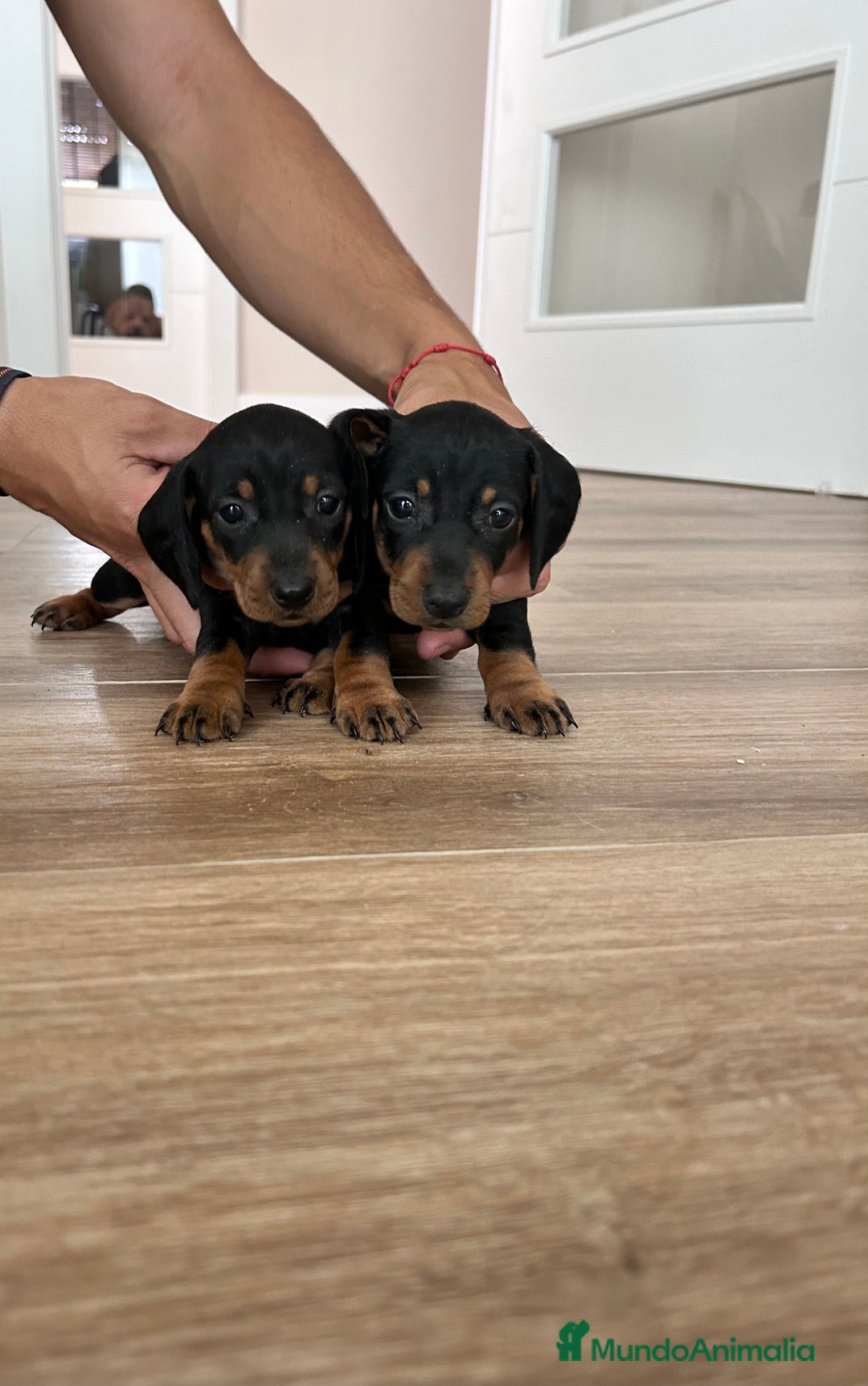 Teckel Miniatura perros en venta: Teckel mini  - Imagen 3