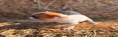Chihuahua 2