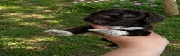 Perro de Agua Español perros en venta: Cachorros de agua de mucha calidad  - Anuncio 5