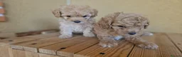 Caniche Toy perros en venta: Reserva tu caniche Prao Toro 🧡 en Madrid - Anuncio 6
