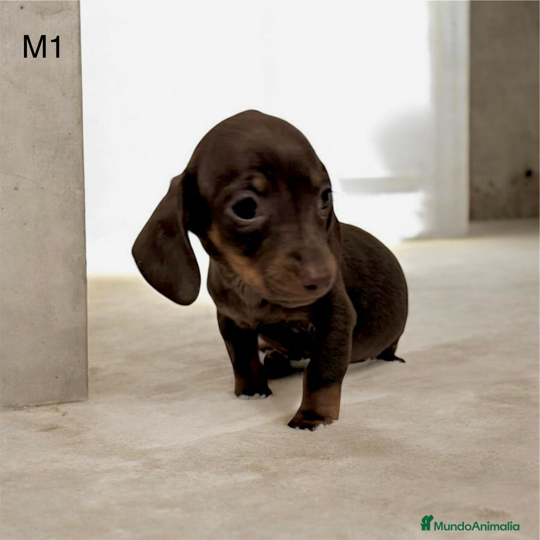 Teckel perros en venta: Camada teckel mini - Anuncio 3