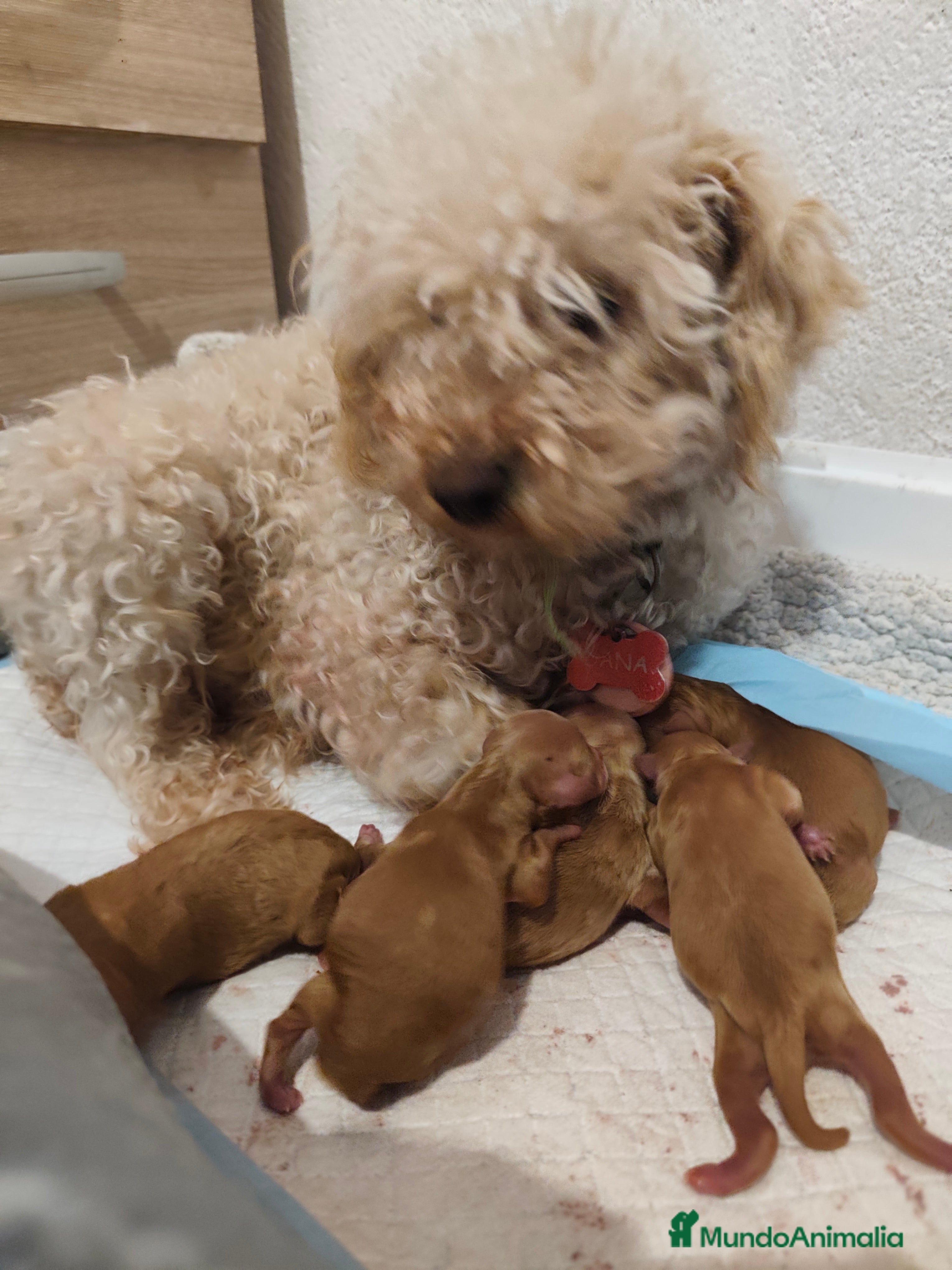 Caniche Toy perros Caniche toy - Anuncio 2