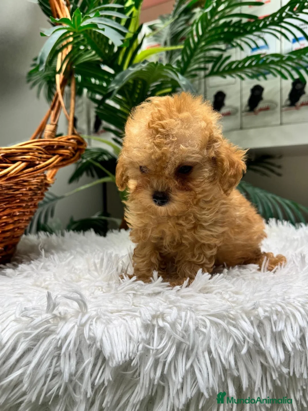 Caniche Toy perros en venta: CANICHE TOY - Anuncio 2