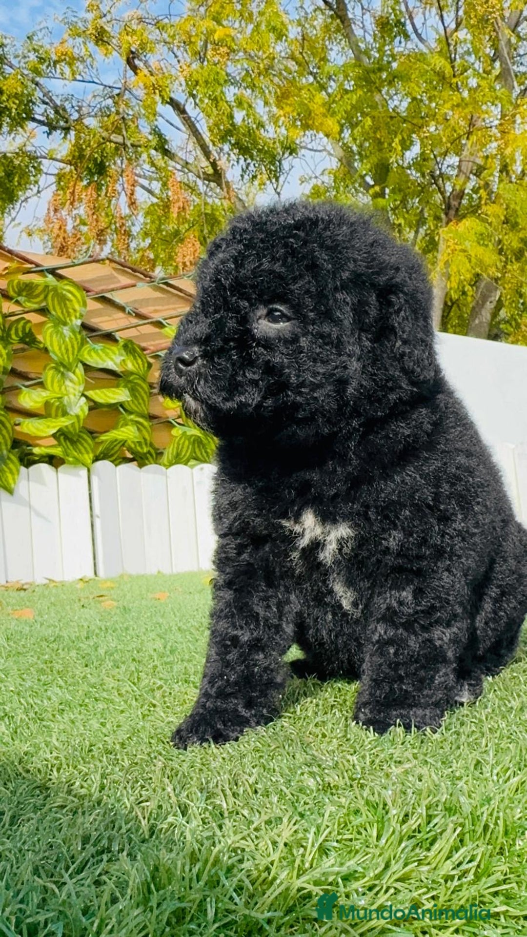 Perro de Agua Español perros en venta: PERRO DE AGUA  - Anuncio 14