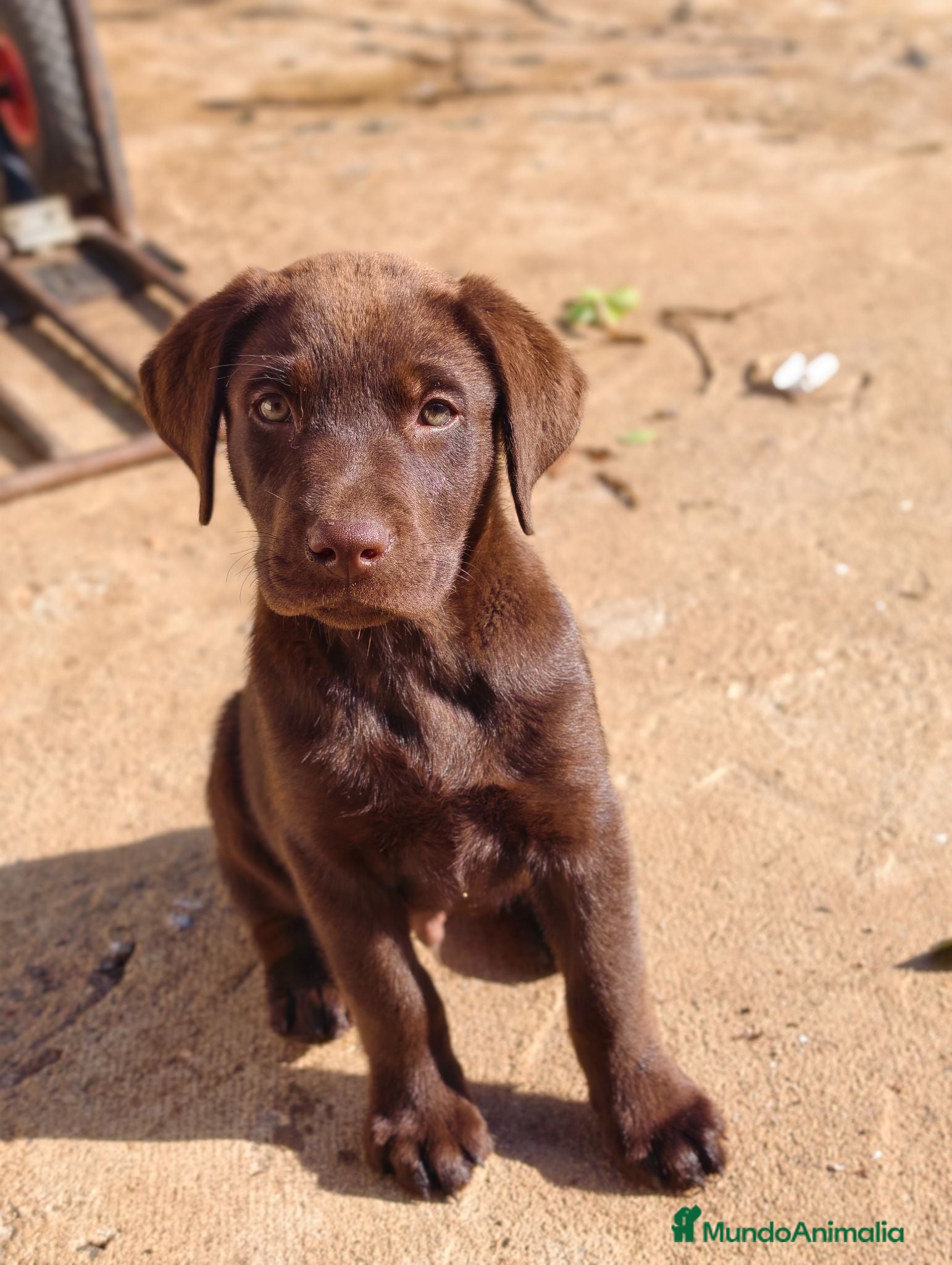 Labrador Retriever perros Labrador retriever chocolate  - Anuncio 1