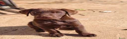 Labrador Retriever perros en venta: Labrador retriever chocolate  - Anuncio 1