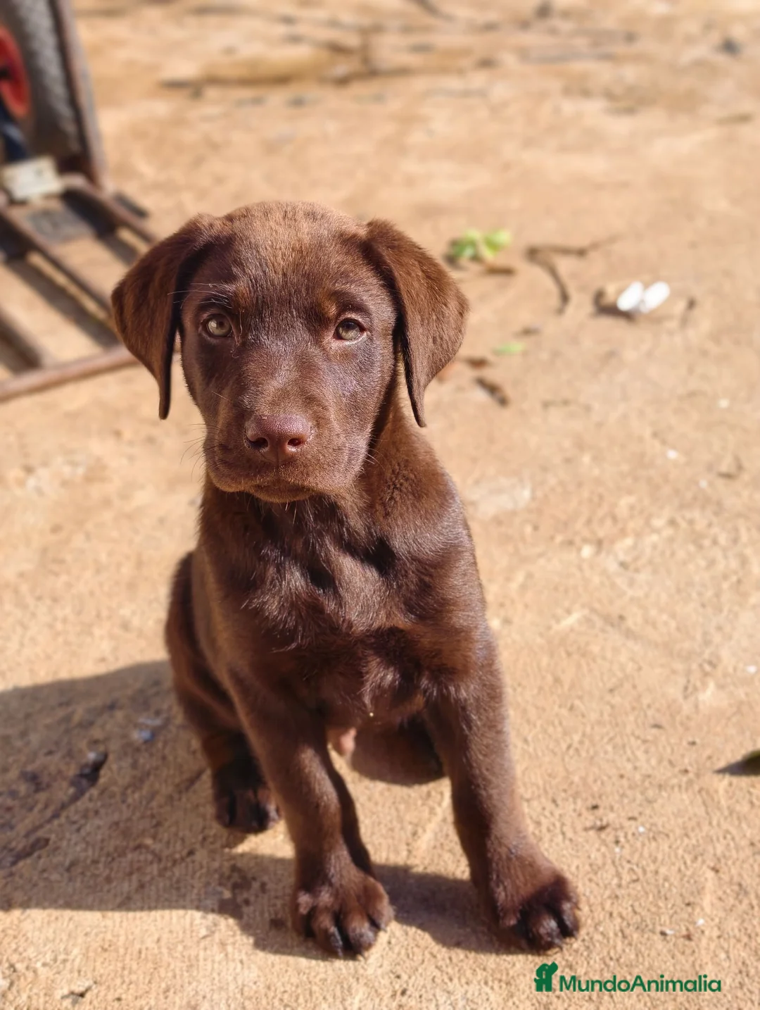 Labrador Retriever perros en venta: Labrador retriever chocolate  - Anuncio 1