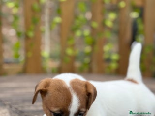 Jack Russell Terrier perros Jack Russell espectaculares - Anuncio 1
