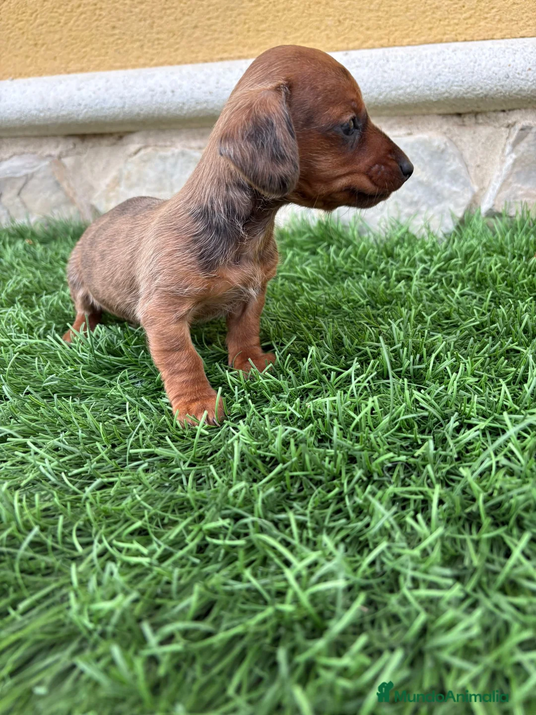 Teckel Miniatura perros en venta: Teckel Kaninchen merle chocolate diluido  - Anuncio 1