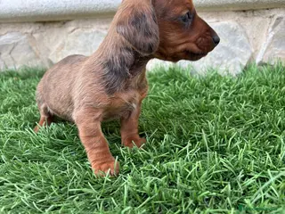 Teckel Miniatura perros Teckel Kaninchen merle chocolate diluido - Anuncio 2