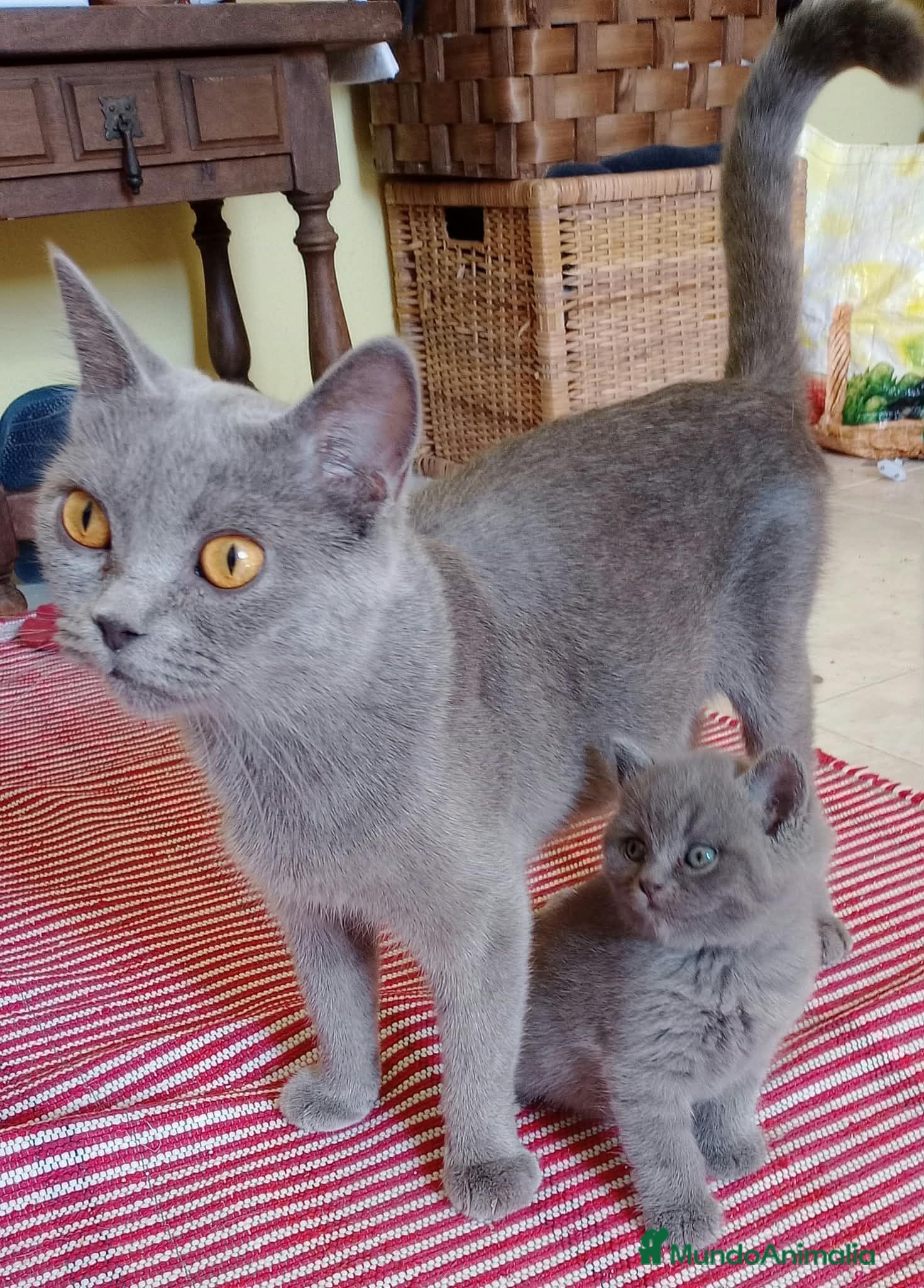 Británico de Pelo Corto Azul gatos Preciosos gatitos blues y tortugas - Anuncio 1
