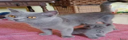 Británico de Pelo Corto Azul gatos en venta: Preciosos gatitos blues y tortugas - Anuncio 3
