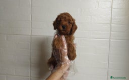 Caniche Enano perros en venta: Caniche rojo enano - Imagen 1