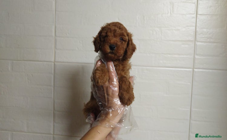 Caniche Enano perros - Anuncio 2