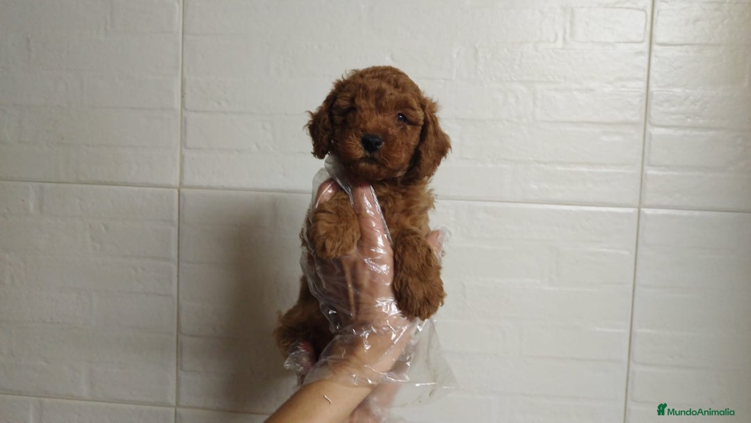 Caniche Enano perros en venta: Caniche rojo enano - Imagen 1