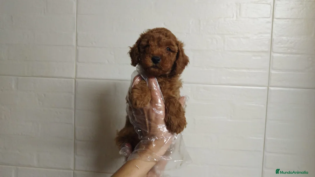 Caniche Enano perros en venta: Caniche rojo enano - Anuncio 1