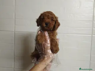 Caniche Enano perros Caniche rojo enano - Anuncio 9