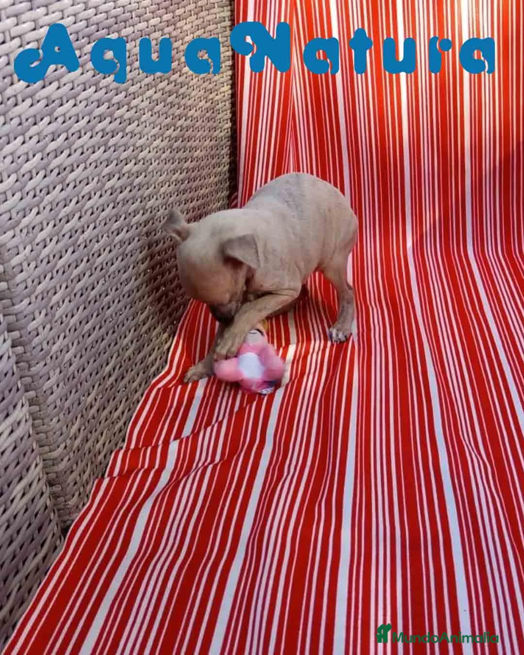 Pequeño Lebrel Italiano perros en venta: Lebrel Italiano Hembra 6 de AB y Omega AQUANATURA - Anuncio 4