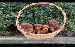 Caniche Toy perros en venta: Caniche Toy rojo - Imagen 1