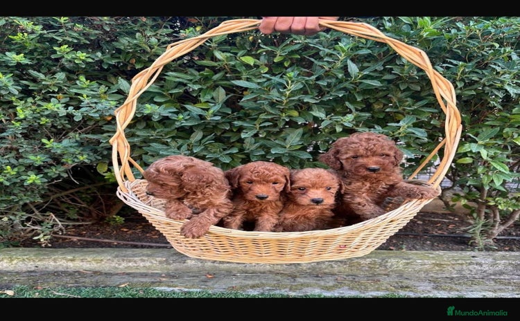 Caniche Toy perros - Anuncio 1