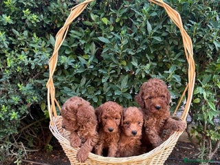 Caniche Toy perros - Anuncio 6