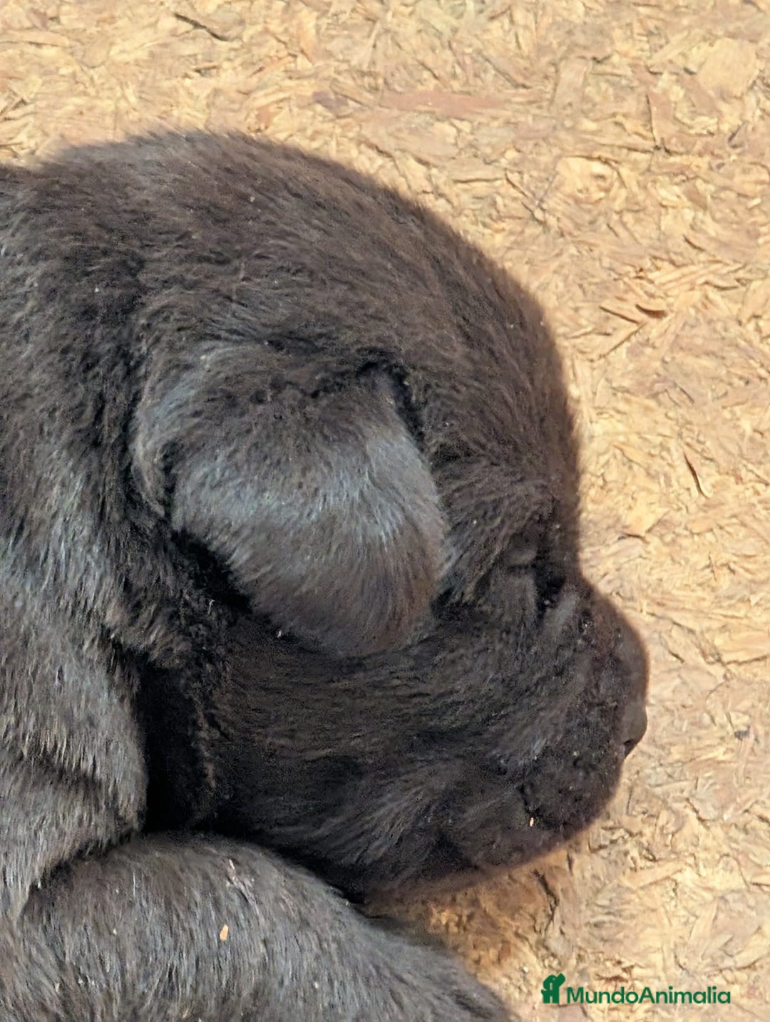 Labrador Retriever perros en venta: Labrador chocolate  - Anuncio 2