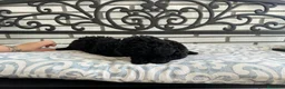 Caniche Toy perros en venta:  CANICHE TOY NEGRO - Anuncio 4