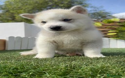 Husky Siberiano perros en venta: HUSKY SIBERIANO - Imagen 8