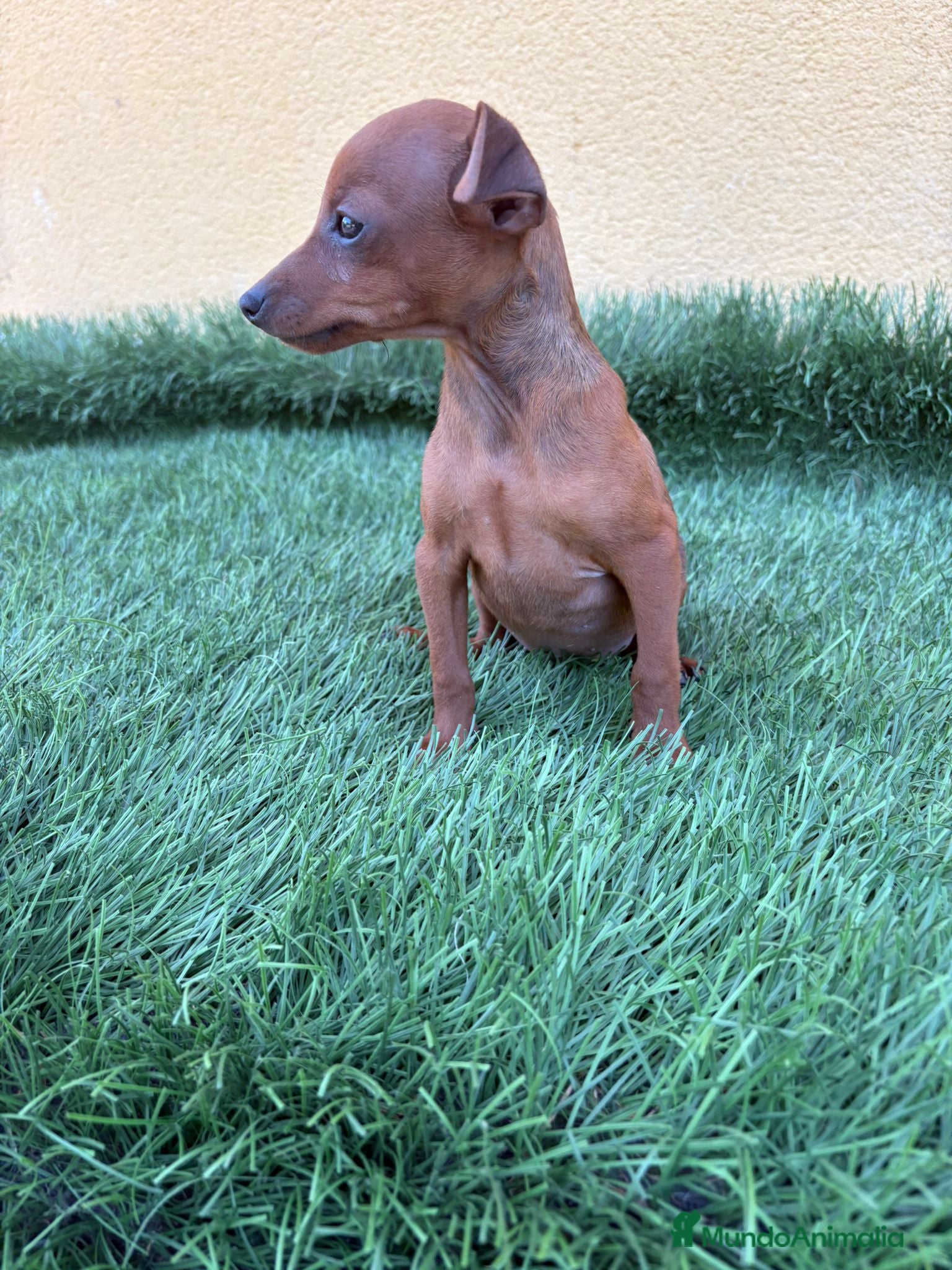 Pinscher Miniatura perros Mini Pinscher toy macho  - Anuncio 2