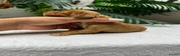 Cocker Spaniel Inglés perros en venta: 💙 COCKER SPANIEL INGLÉS 💙 - Anuncio 10