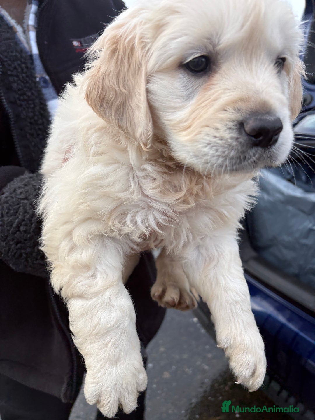 Golden Retriever perros en venta: Golden Retriever un lujo de cachorro - Anuncio 6