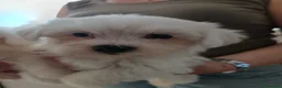 Bichón Maltés perros en venta: Bichon maltés macho - Anuncio 2