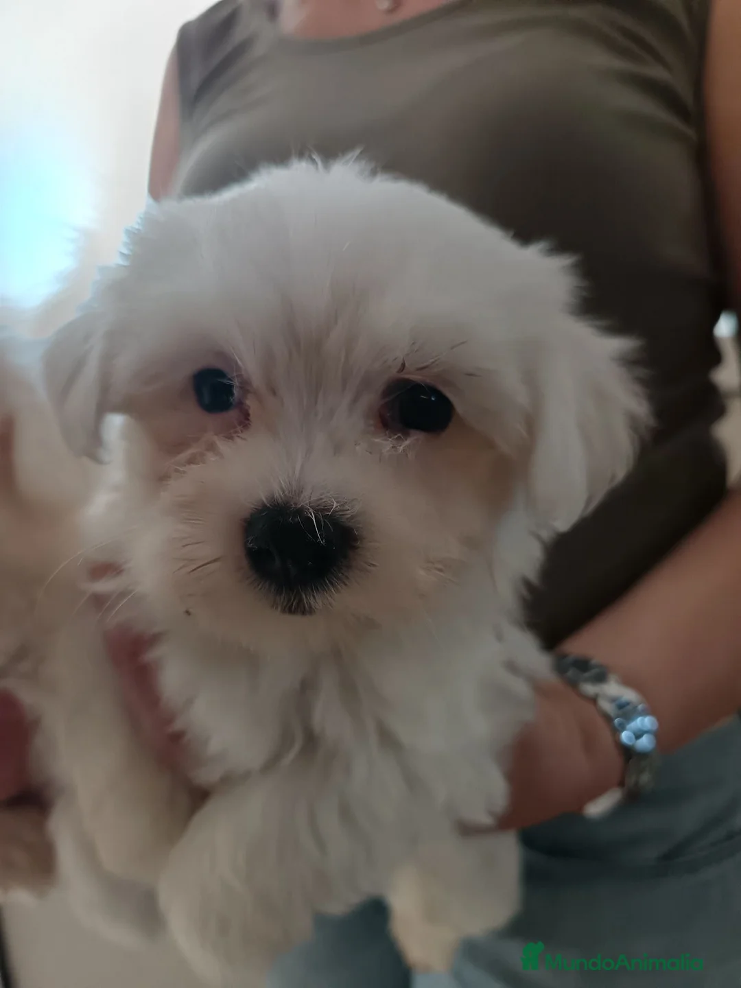 Bichón Maltés perros en venta: Bichon maltés macho - Anuncio 2