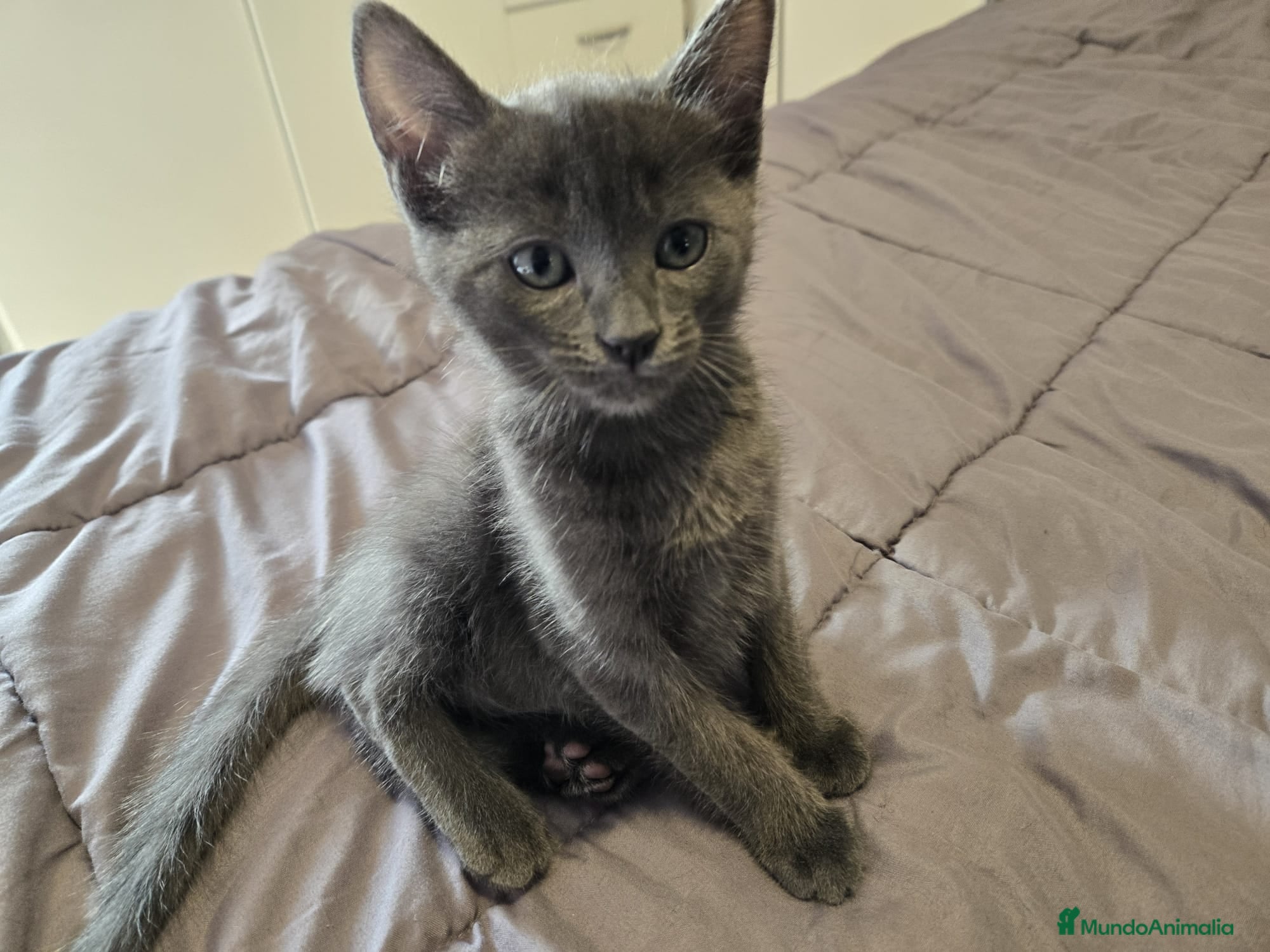 Azul Ruso gatos Azul ruso  - Anuncio 2