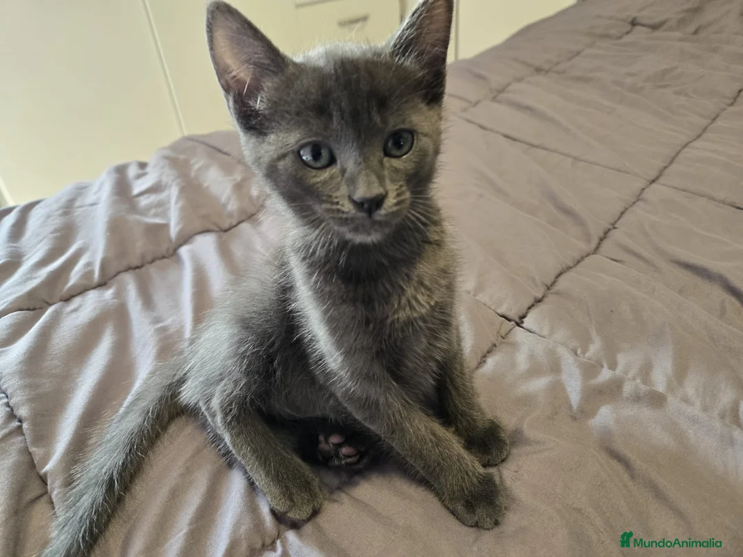 Azul Ruso gatos en venta: Azul ruso  - Anuncio 2