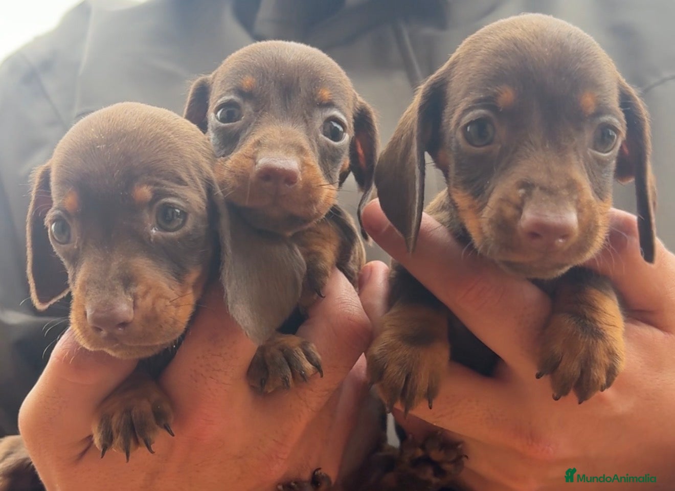 Teckel perros TECKEL KANINCHEN - @TECKEL DEL PALMERAL  - Anuncio 2