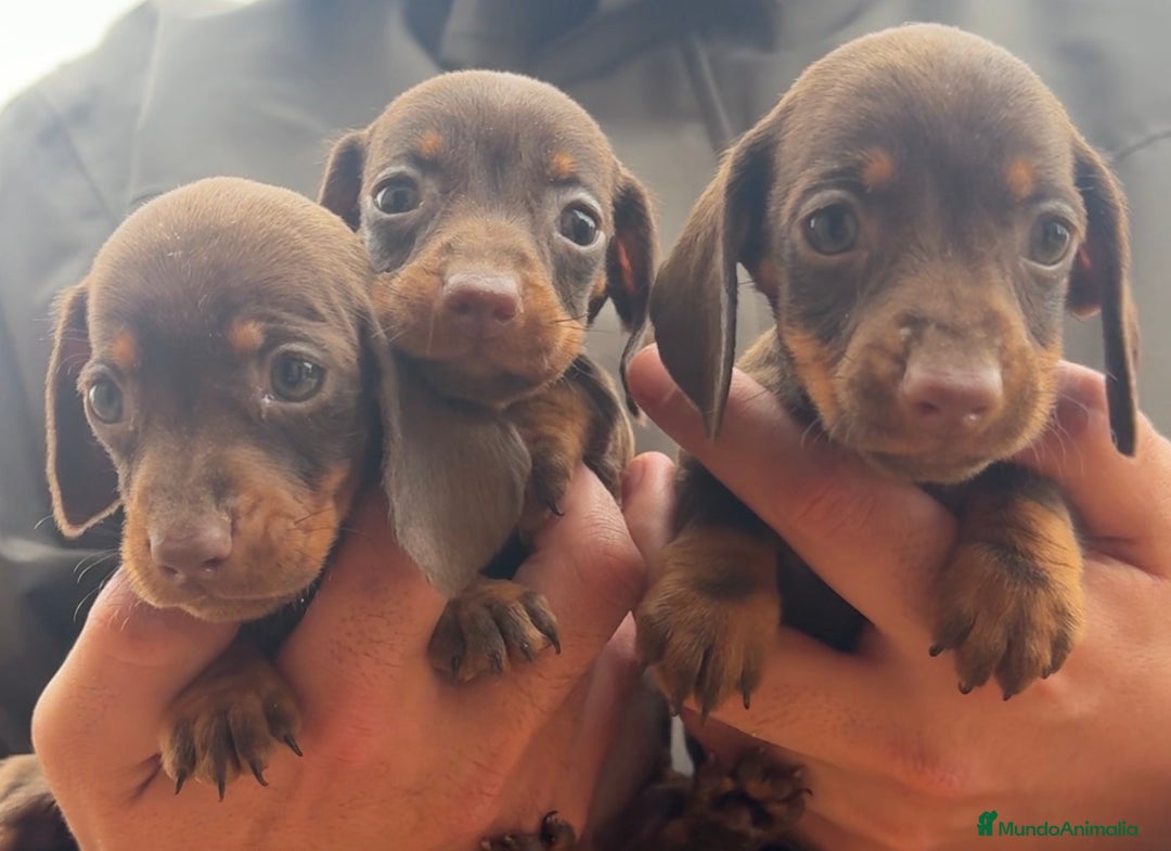 Teckel perros en venta: TECKEL KANINCHEN - @TECKEL DEL PALMERAL  - Anuncio 2