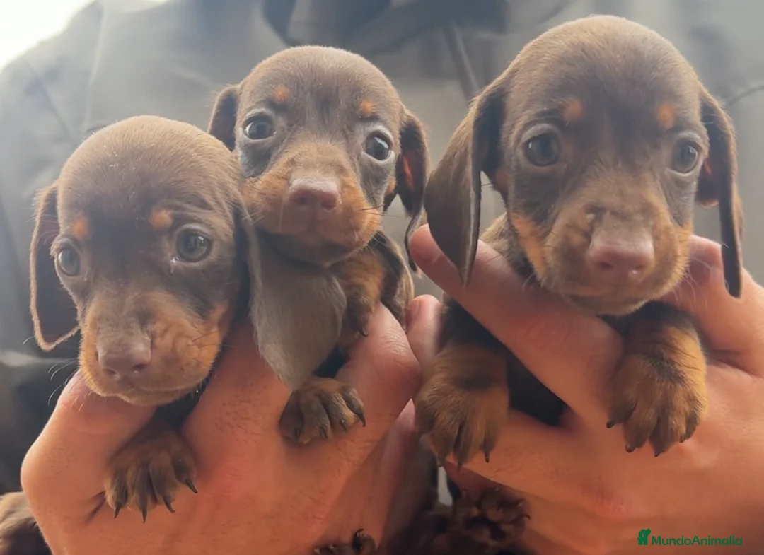 Teckel perros en venta: TECKEL KANINCHEN - @TECKEL DEL PALMERAL  - Anuncio 2