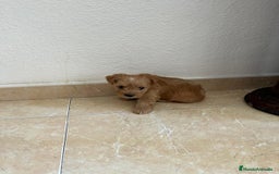 Yorkshire Terrier perros en venta: YORSHIRE - Imagen 2
